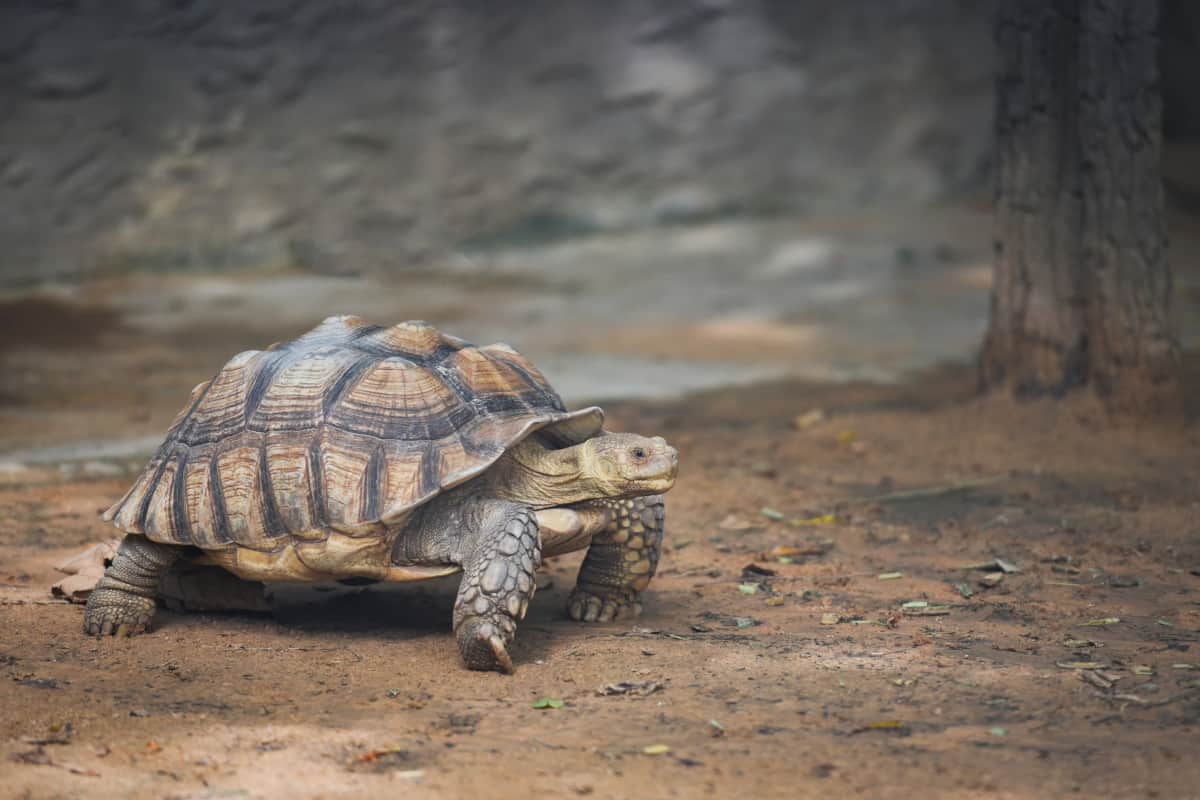 Do turtles get cold? Wild pets are the best