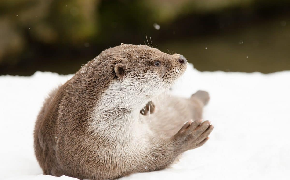 Can Otters Live On Land?