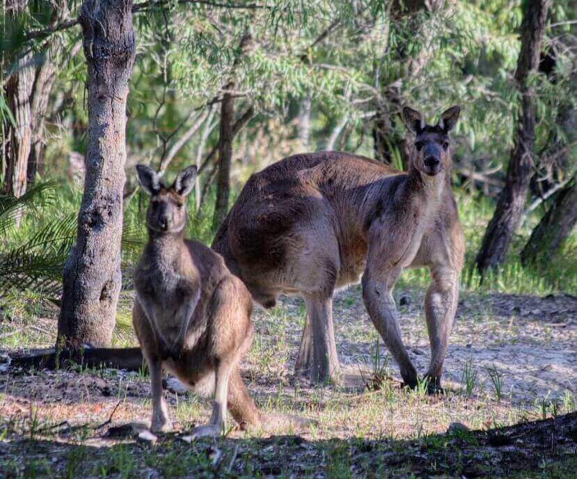 Why Are Kangaroos So Buff? All You Need To Know!