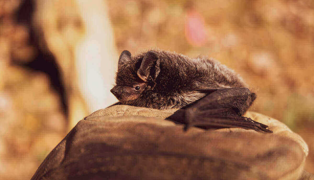 Are Bats Marsupials? [No! Here's Why] Wild Explained