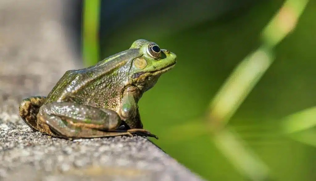 14 Animals That Hop (Jump Length & Pictures) Wild Explained