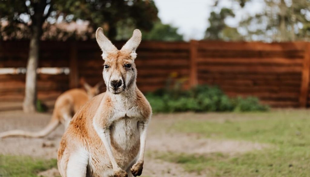 Can Kangaroos Walk Backwards? (Myth or Fact?) Wild Explained
