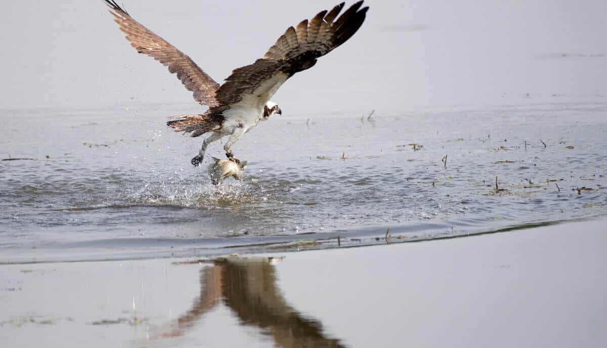 Animals That Eat Fish! 18 FishEating Animals (+Pictures) Wild Explained