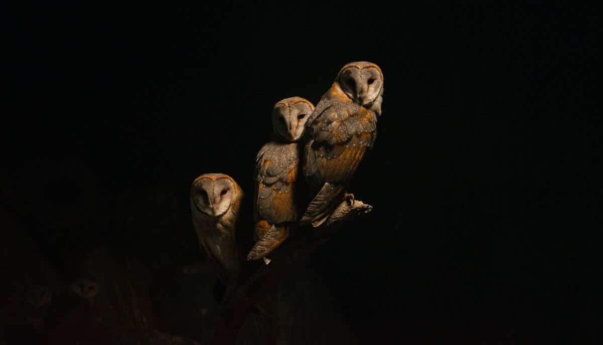 Are Owls Dangerous? Yes! Here's Why Wild Explained