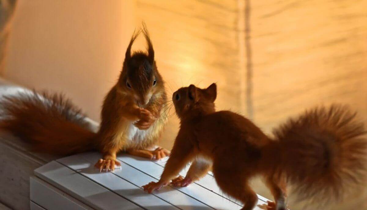 Animals That Gnaw Their Food (13 Examples & Pictures) Wild Explained