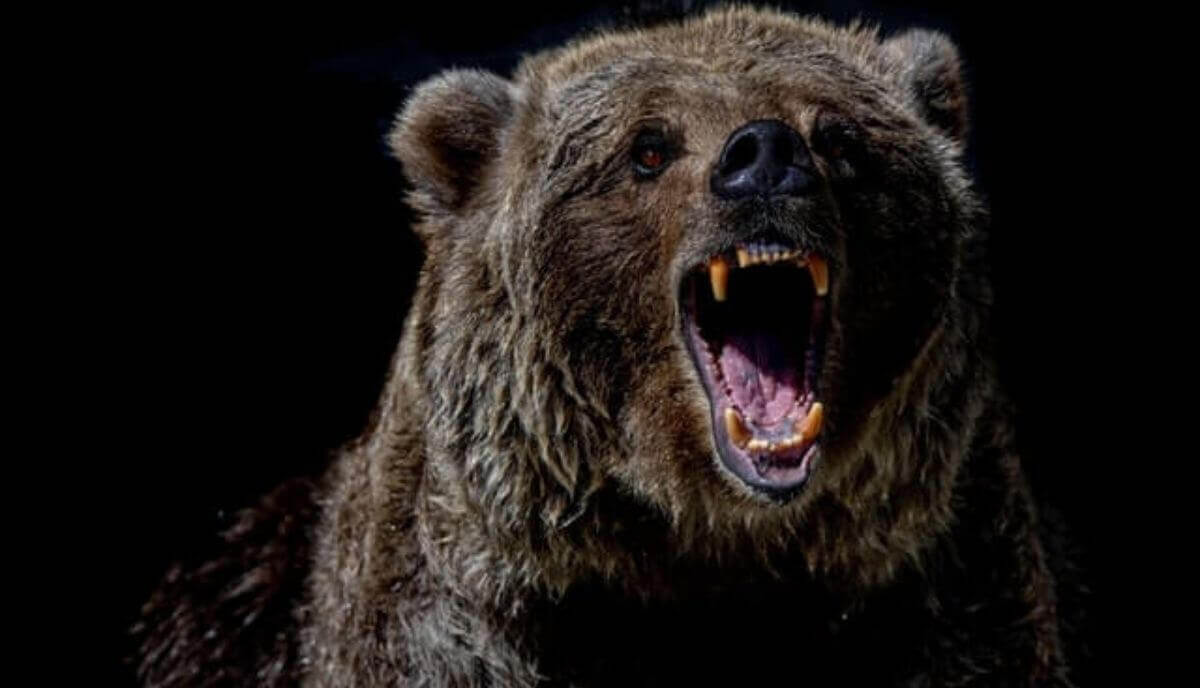 Do Bears Eat Humans? 3 Reasons Why Bears Attack Humans Wild Explained