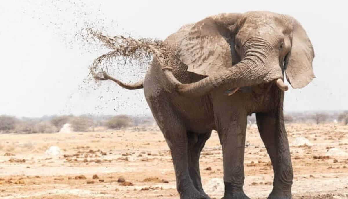 Do Elephants Eat Meat? (No! Here's Why)