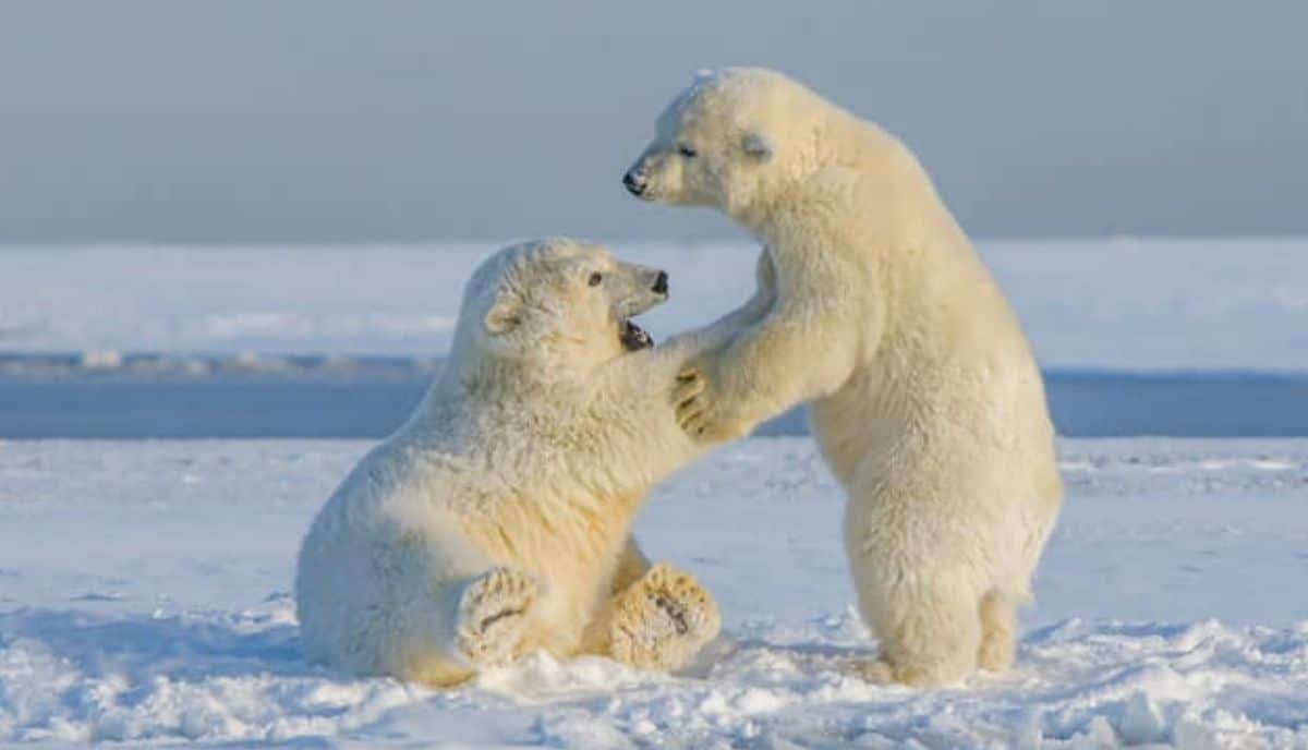 What Eats Polar Bears? [TOP 4 Polar Bear Predators]