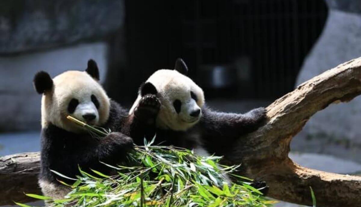 What Is A Groups Of Pandas Called at Adele Osorio blog