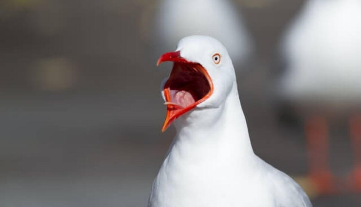13 Animals That Scream (With Videos) Wild Explained