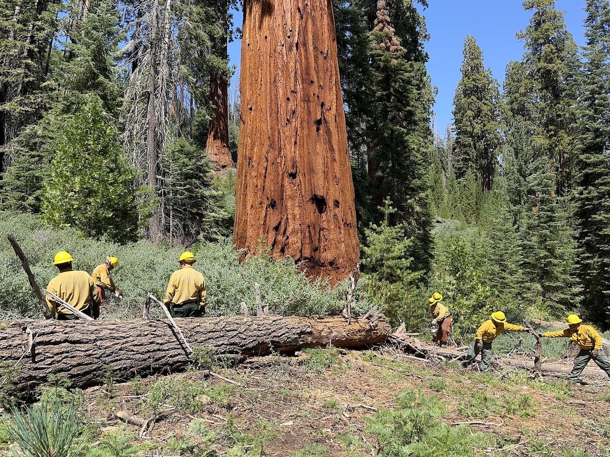 Sequoia National Forest Makes Progress on Giant Sequoia Emergency Response California Wildfire