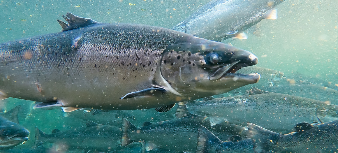 WildFish exposes the industry’s efforts to obscure the true impacts of