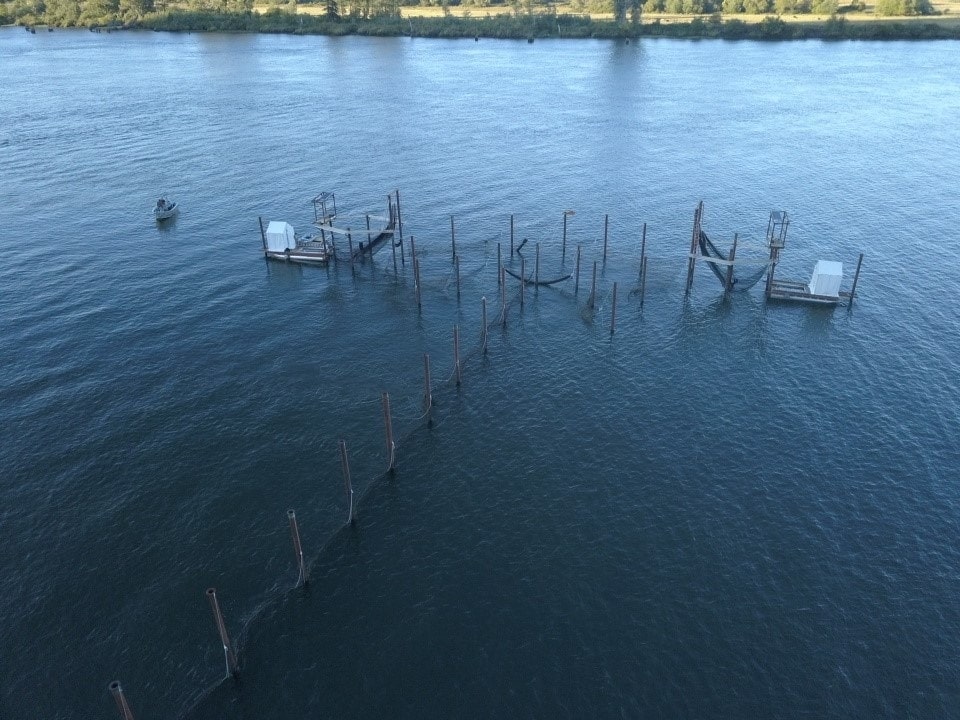 Oregon’s First Fish Trap Since 1948 Wild Fish Conservancy Northwest