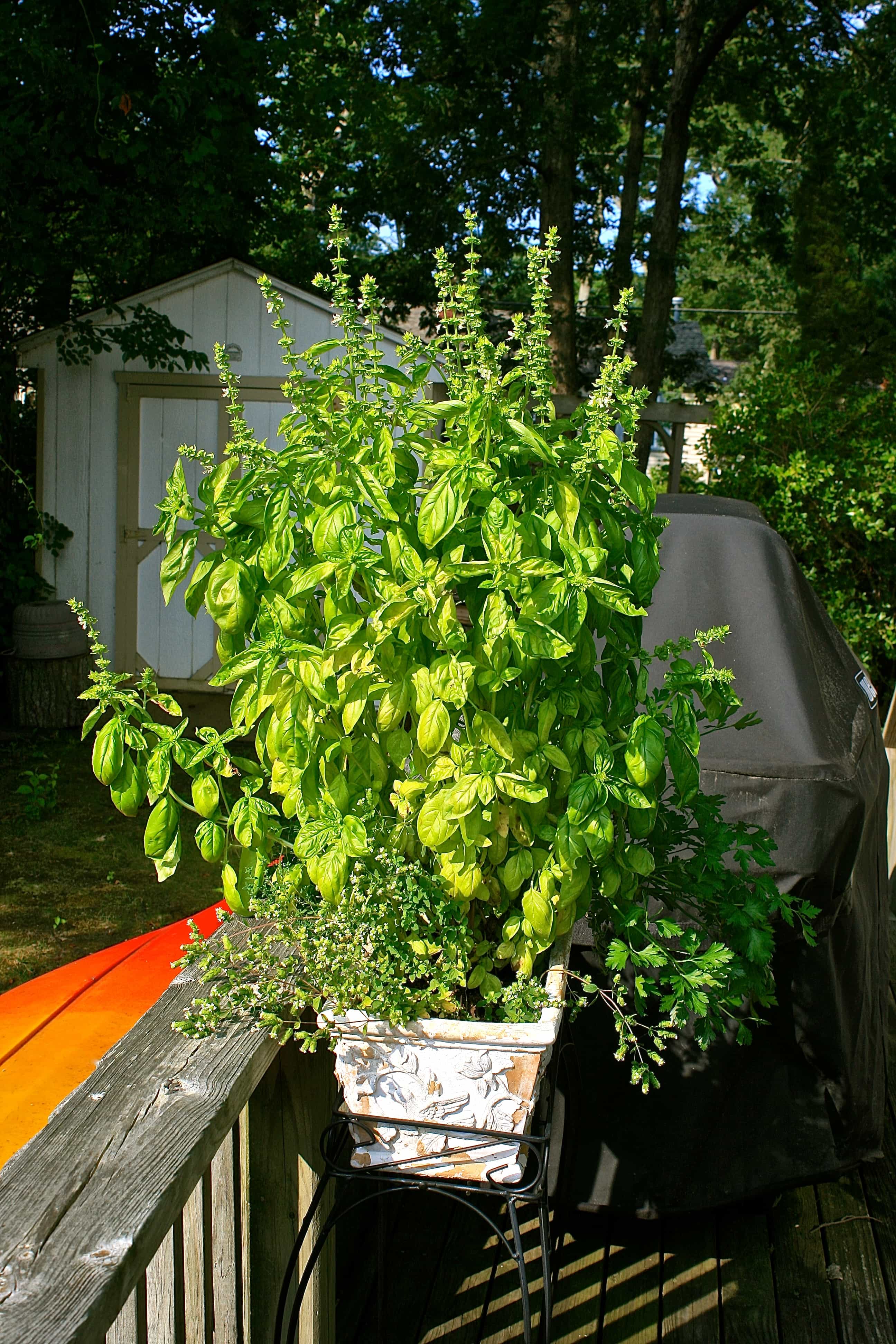 Heirloom Italian Tomato Sauce (For Pizza, Pasta, etc.) Wildflour's