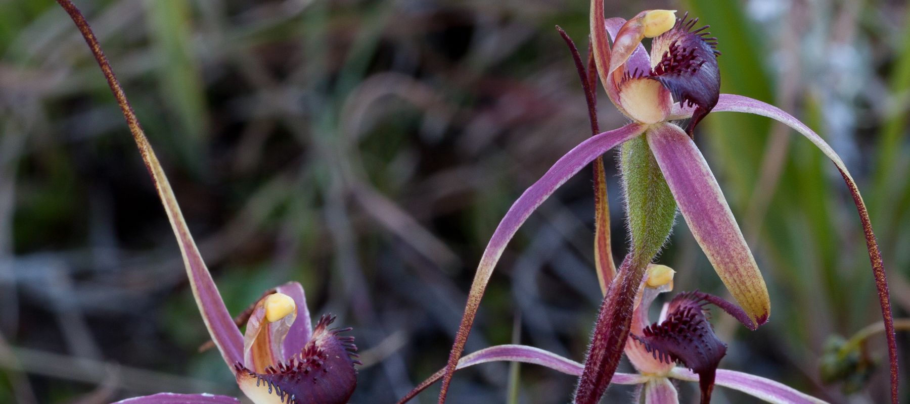 Orchids of Tasmania