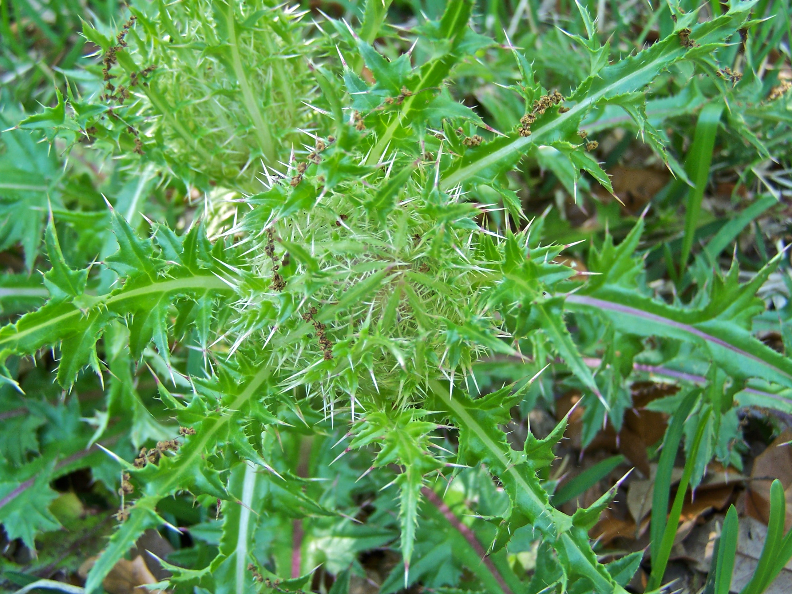 Yellow Thistle Cirsium horridulum Wildflower Hunter