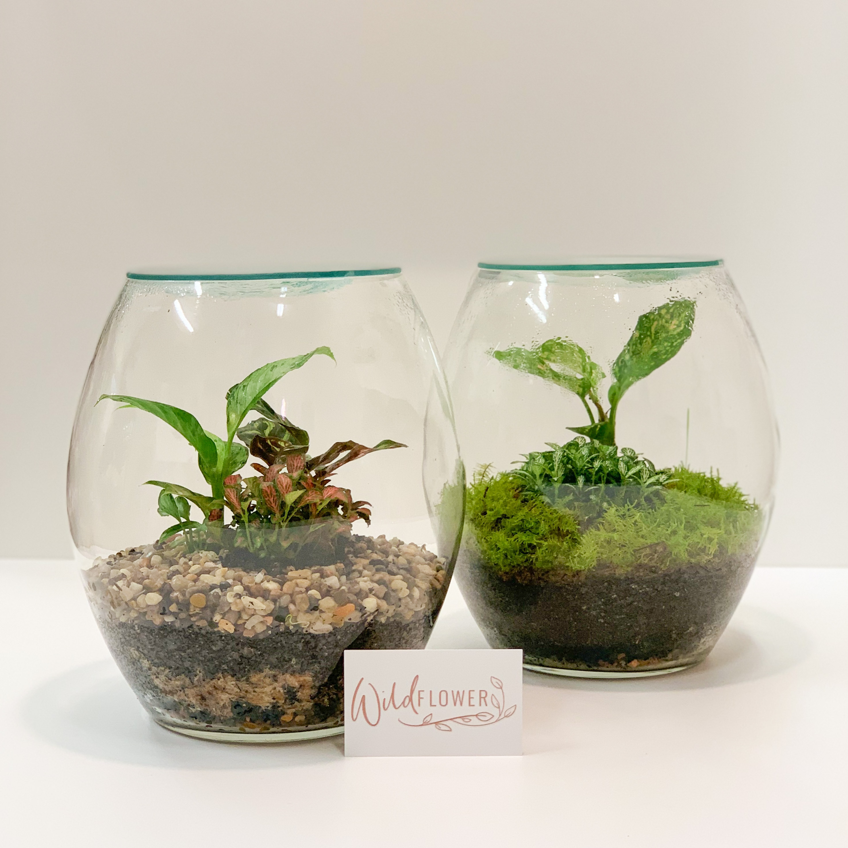 Large Terrarium Wildflower Mudgee