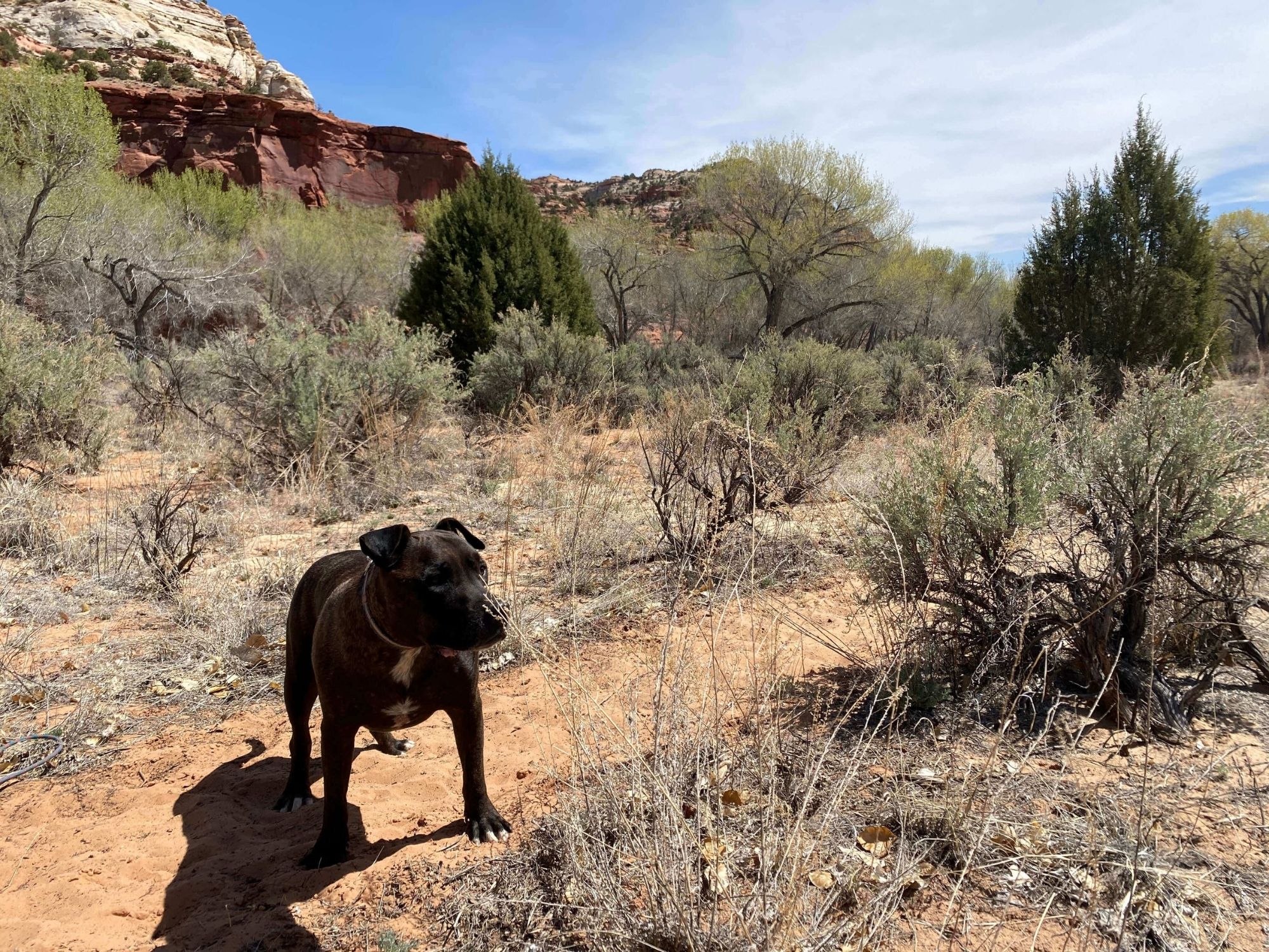 Pet Gallery Brighton, CO 80601 Wildflower Veterinary