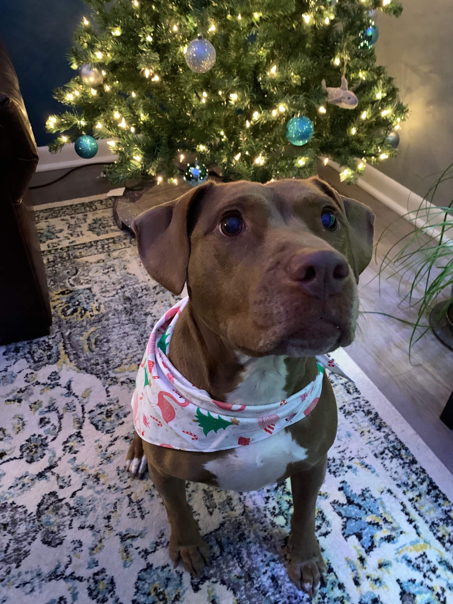 Pet Gallery Brighton, CO 80601 Wildflower Veterinary