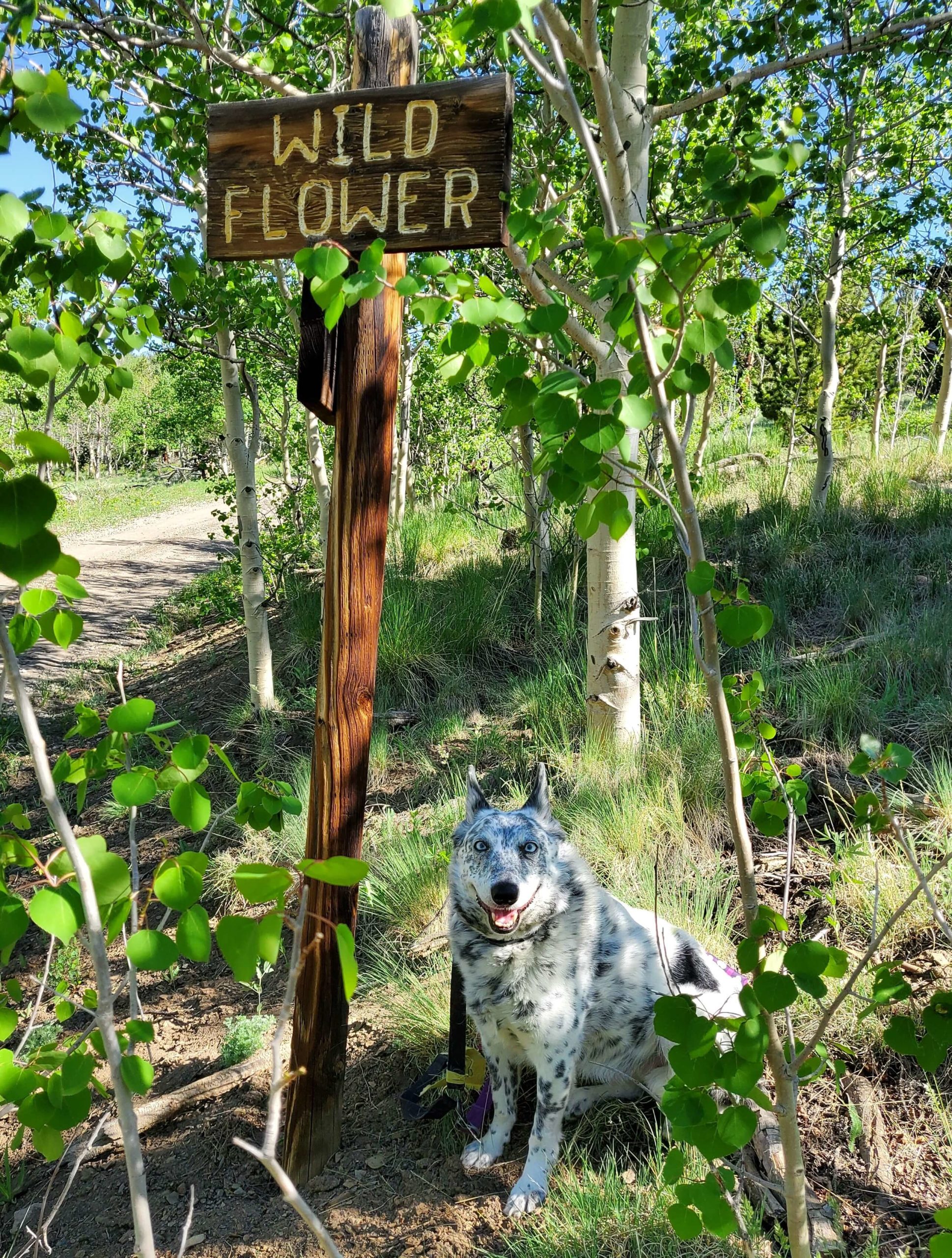 Pet Gallery Brighton, CO 80601 Wildflower Veterinary