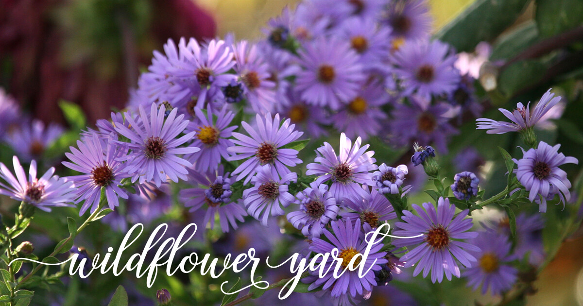 California Fall 2018 Plant Sales Wildflower Yard