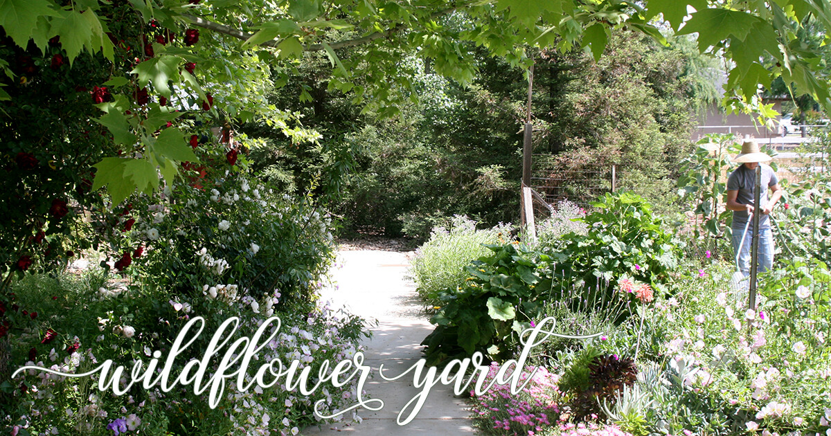 Sheet Mulching Wildflower Yard