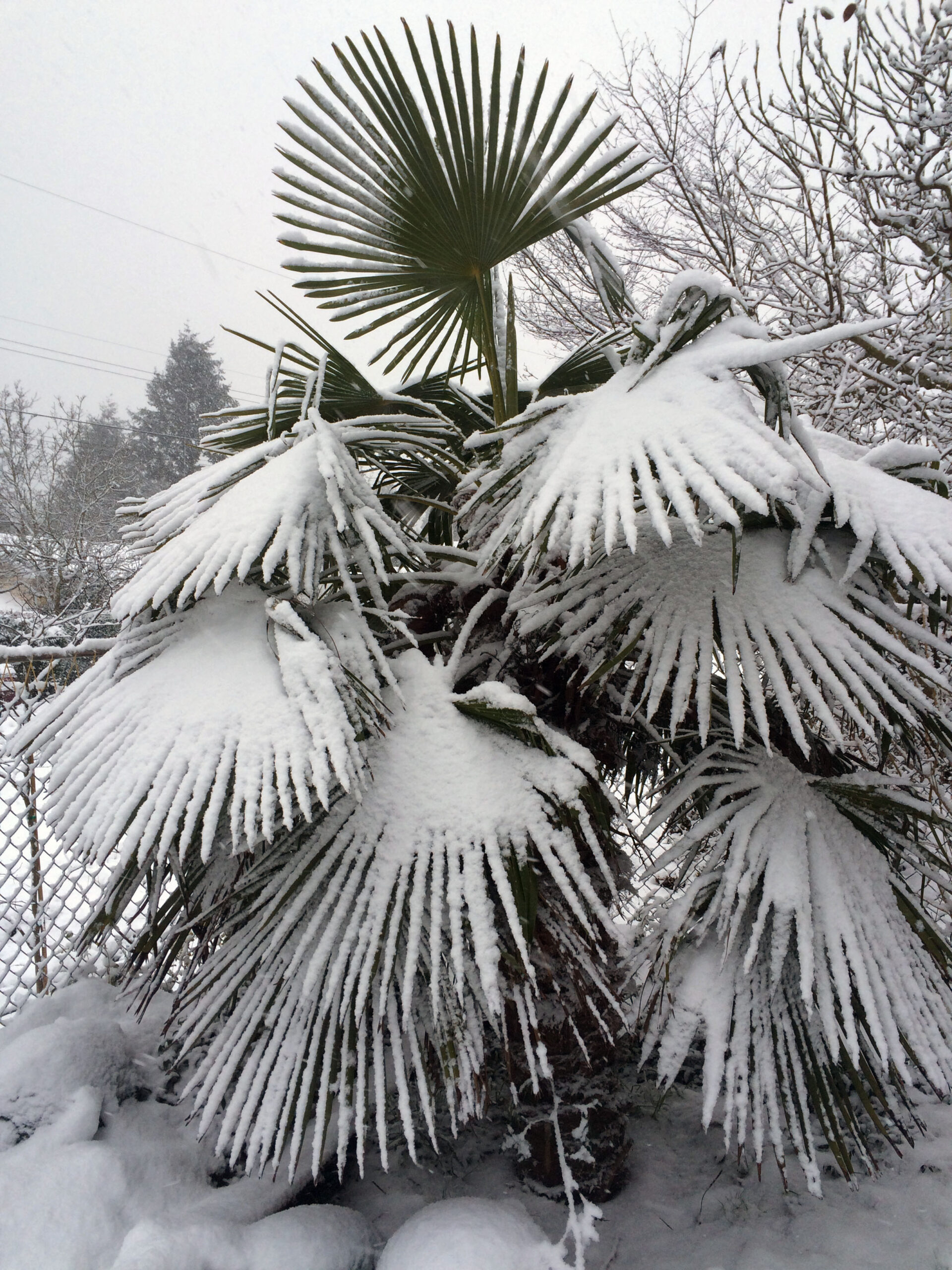 Windmill Palms Planting and Care Wild for Windmill Palms