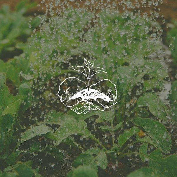 Mullum Rural CoOp Wild Honey Creative