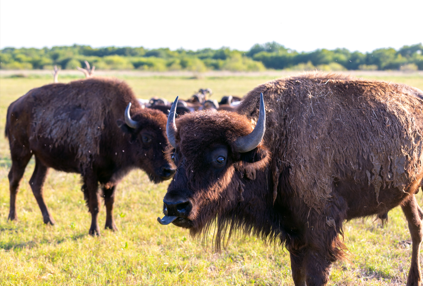 Water Buffalo, American Buffalo/Bison Wild Horns Ranch