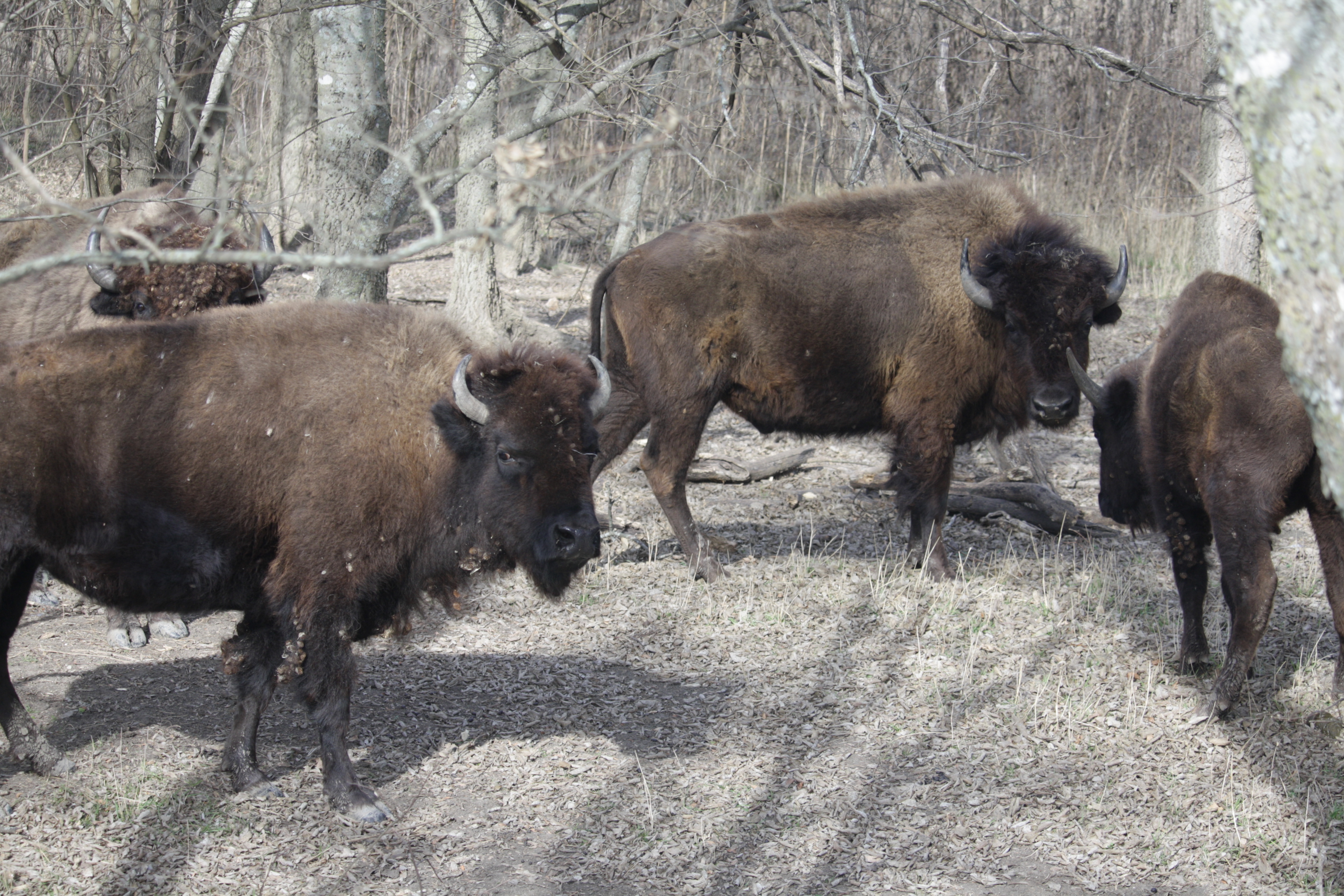 Water Buffalo, American Buffalo/Bison WHRN