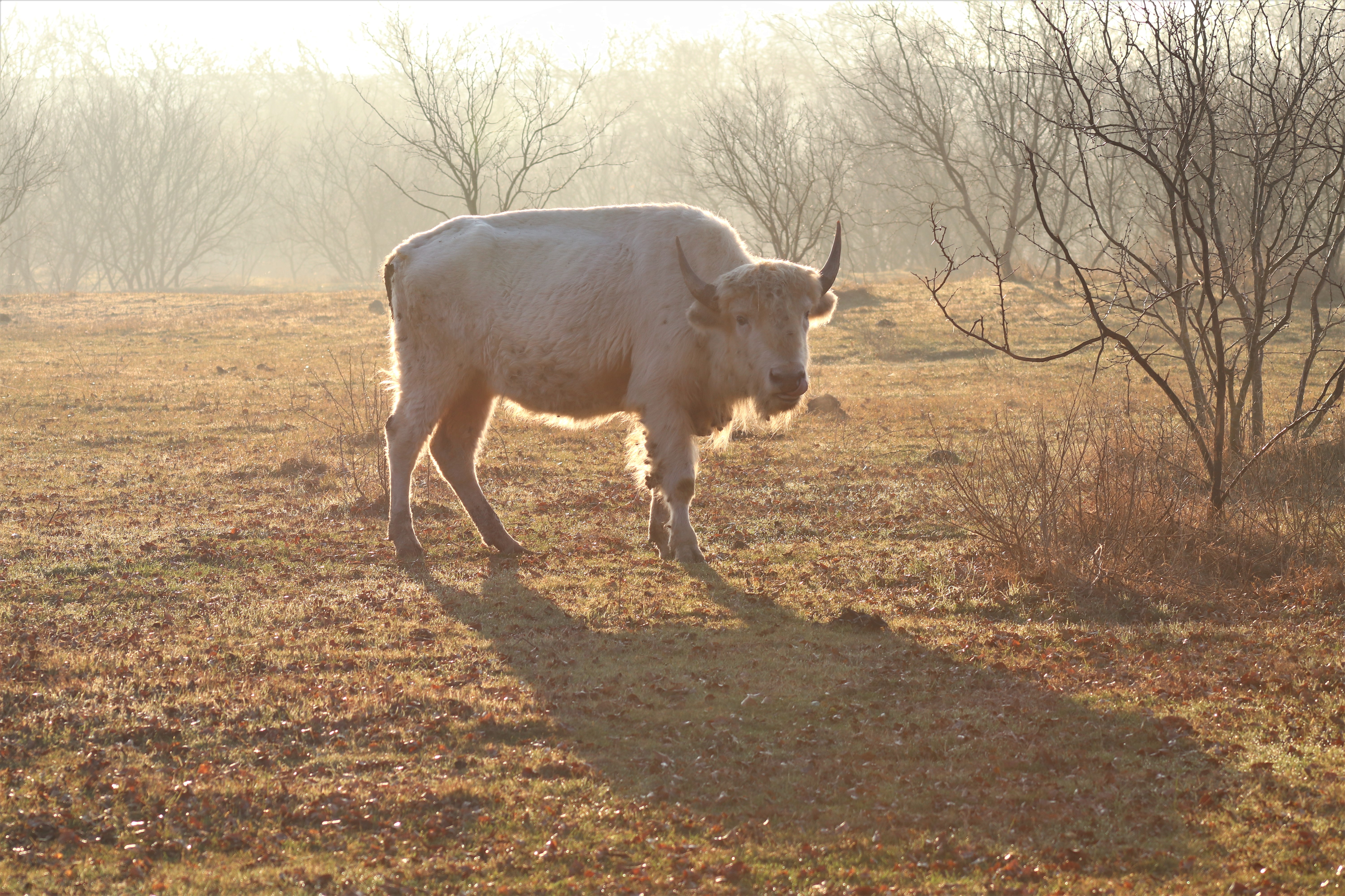 Water Buffalo, American Buffalo/Bison WHRN