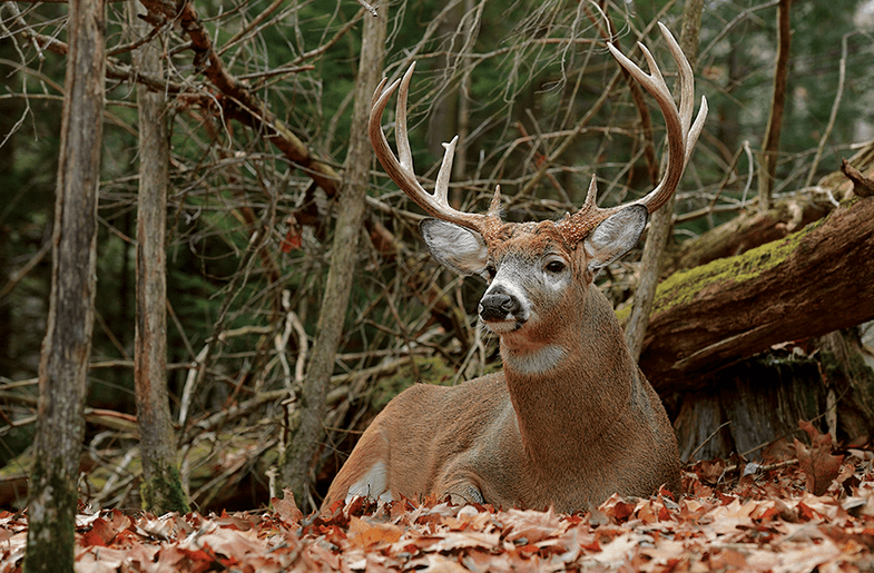 What Months Are Deer Most Active? (Tips For Observing And Managing Deer)