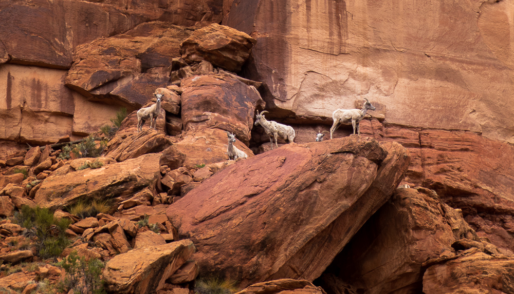 Dominguez Canyon Desert Backpacking in Western Colorado