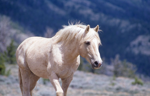 Cloud Ein Wilder Hengst In Den Rocky Mountains 2 Introducing Cloud the Stallion, the World’s Most Famous Wild Horse