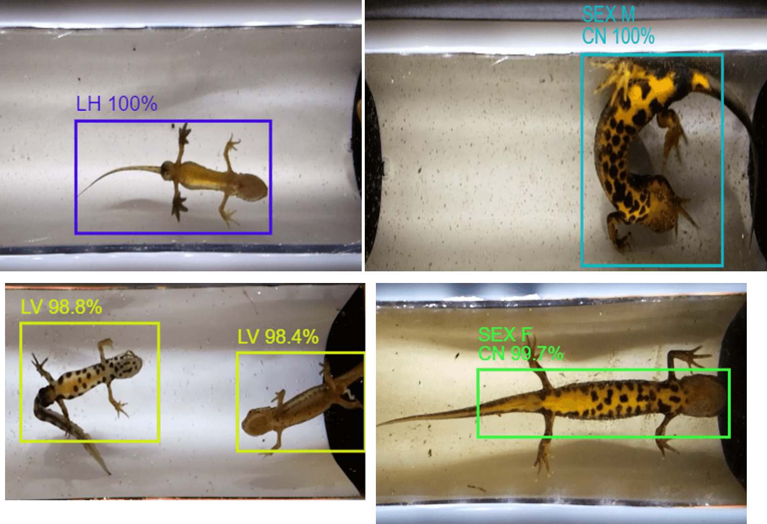 Underwater camera trap call for early users WILDLABS