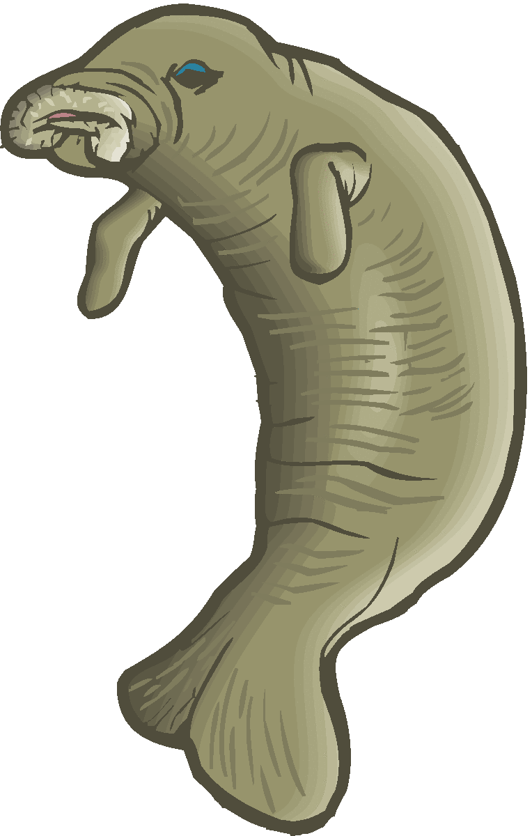 Free Manatee Clipart