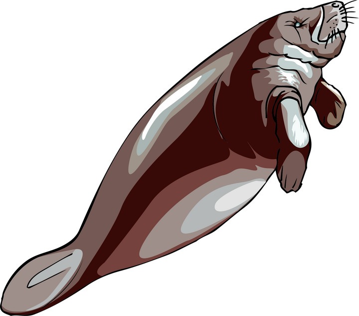 Free Manatee Clipart