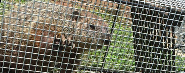 How to Get Rid of a Groundhog Under My Shed, Deck, or House