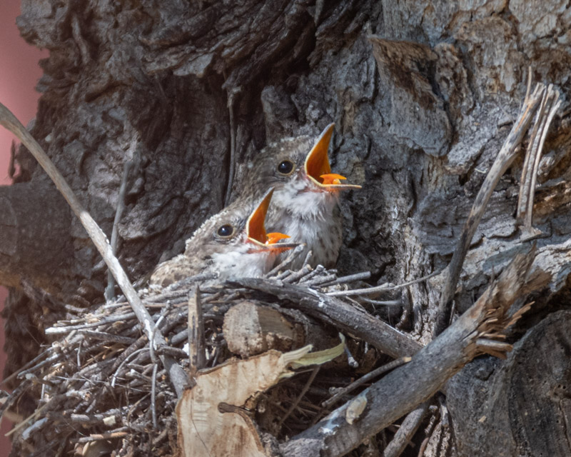 Nesting Season Continues The Vermilion Chicks Leave the