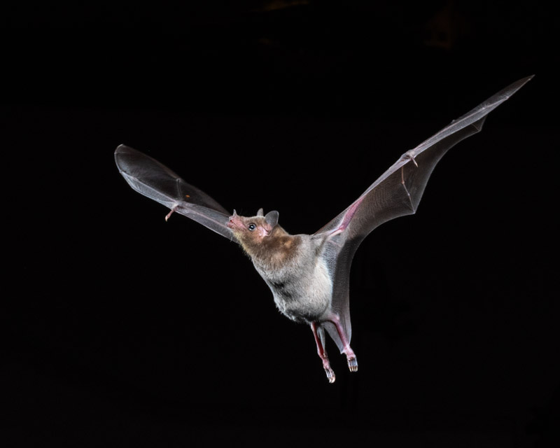 Nectar Feeding Bats! Foothills Clusters Wildlife
