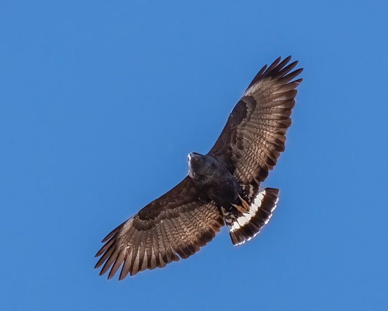 2022 Common Black Hawk Migration Foothills Clusters Wildlife