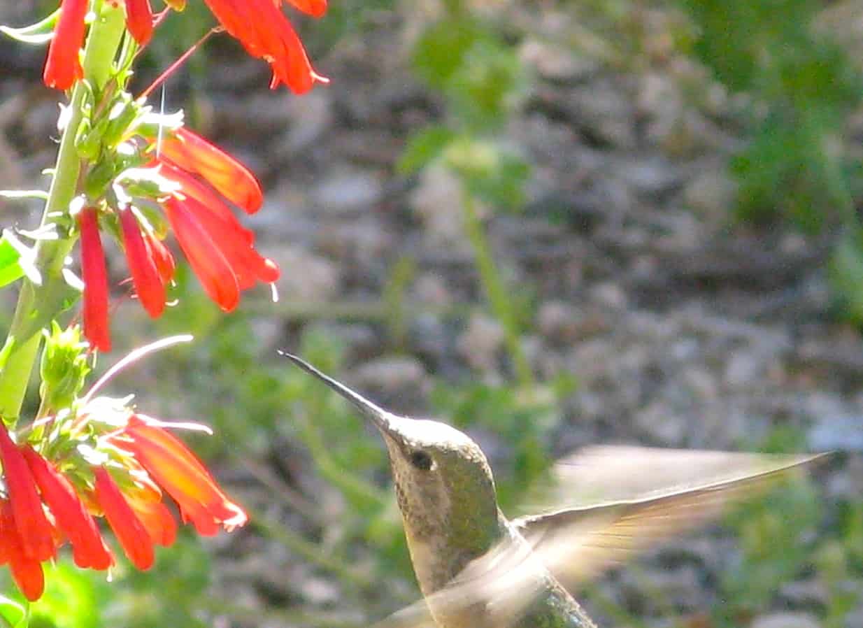 A colorful shift that attracts hummingbirds to bees’ flowers The