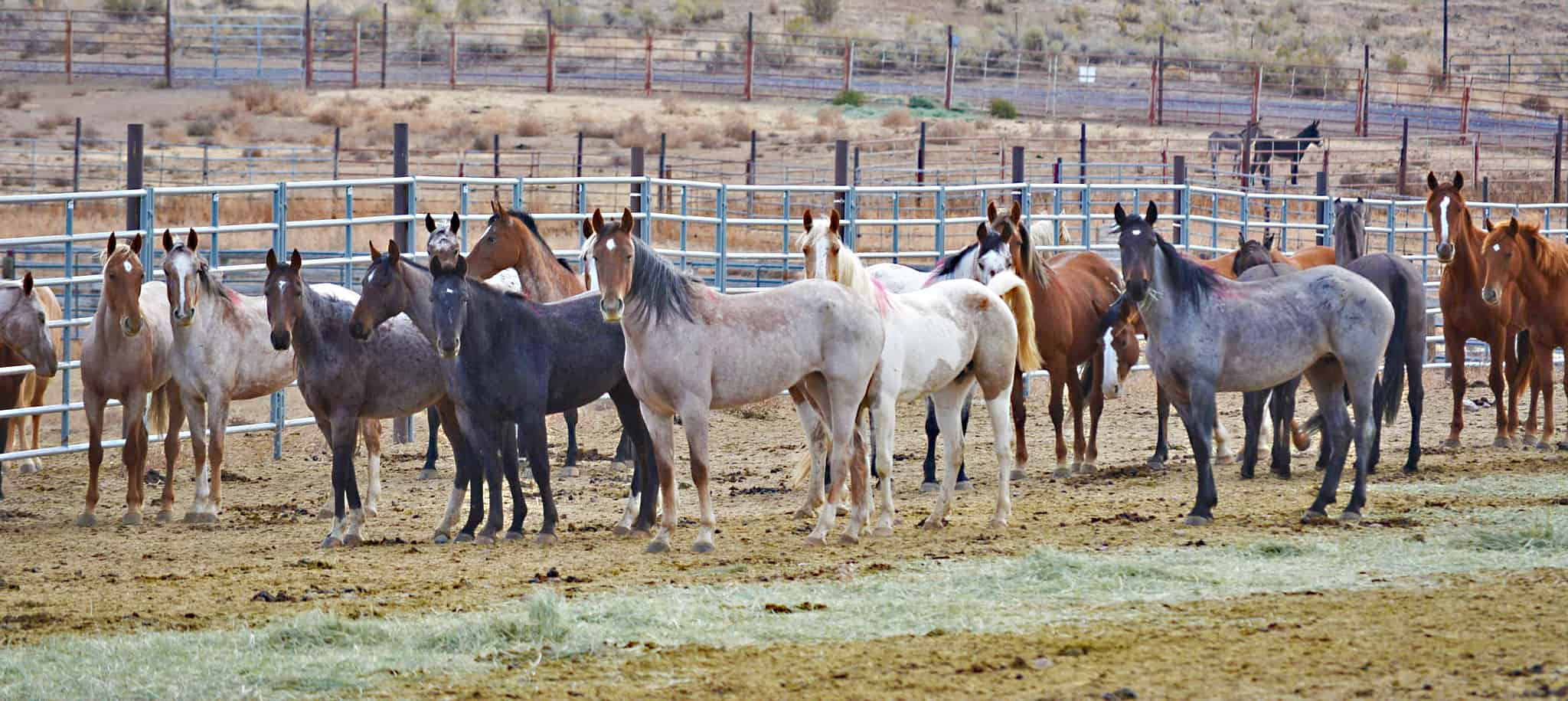 BLM to return some horses to range in Oregon The Wildlife Society