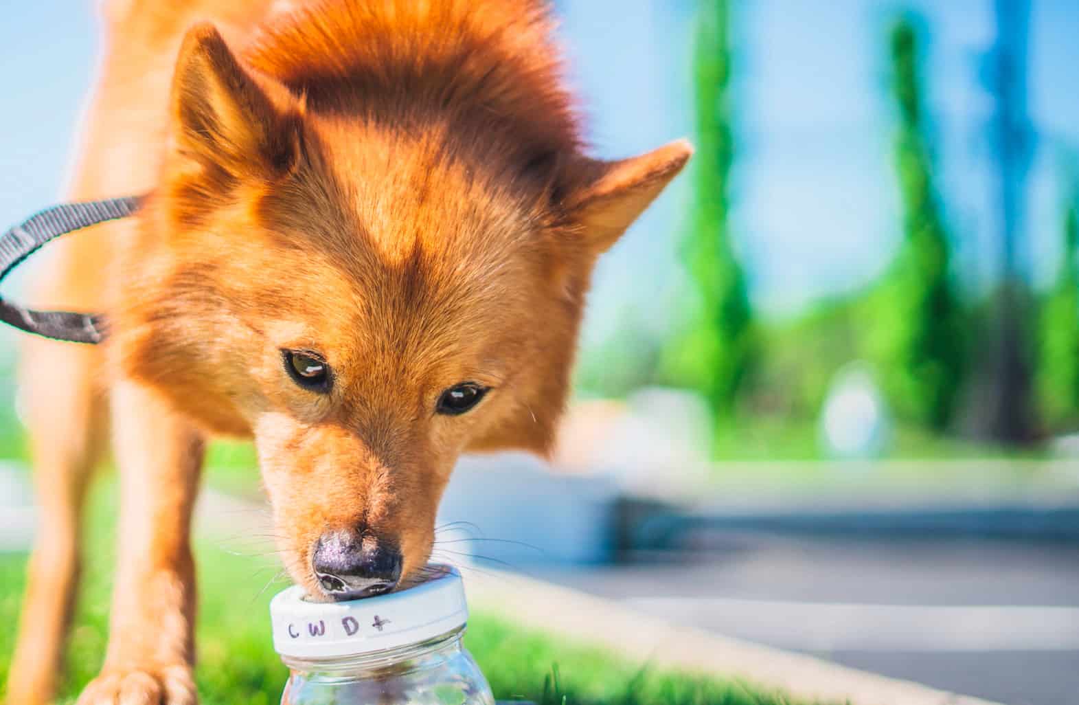 Scenttrained dogs can detect chronic wasting disease The Wildlife