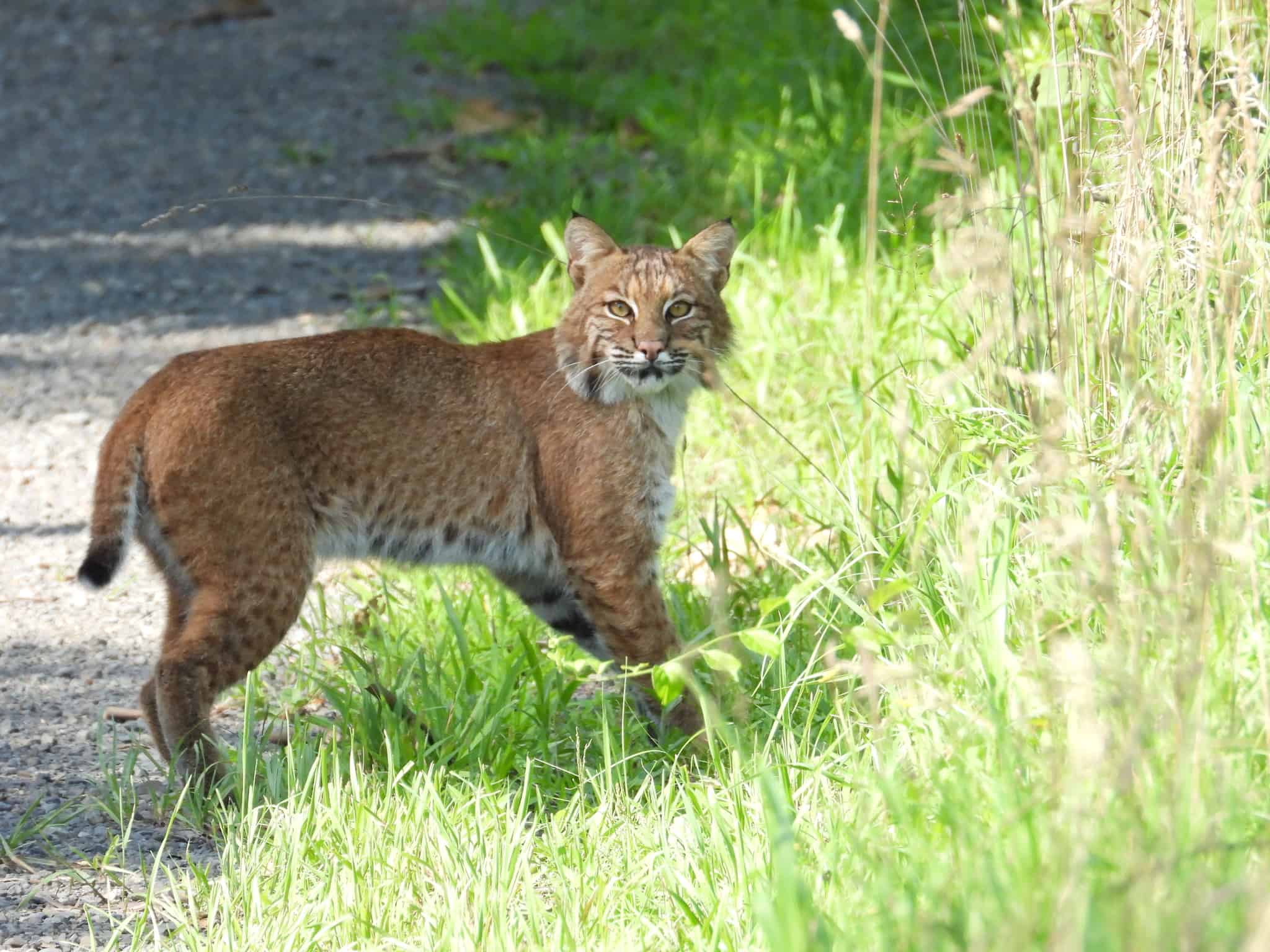 Bobcat populations struggle in portions of New York The Wildlife Society