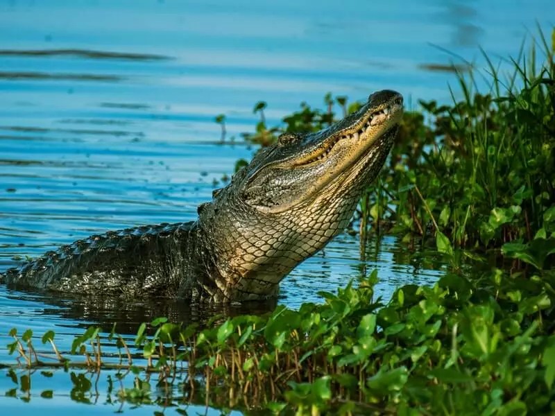 Do Alligators Hibernate or Migrate in Winter? [Answer]