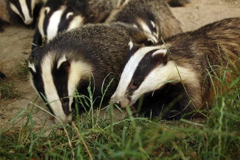 Do Badgers Hibernate or Migrate? [Winter Behavior Facts]