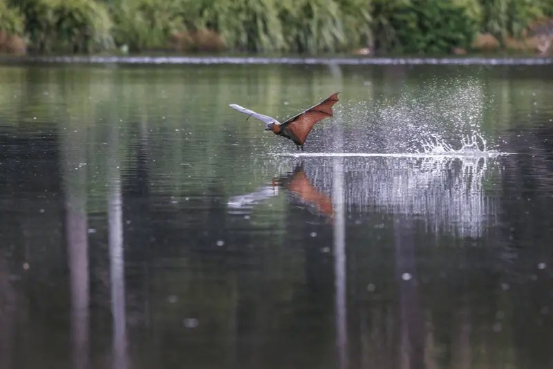 What Animals Eat Fish? (19 Examples With Pictures)