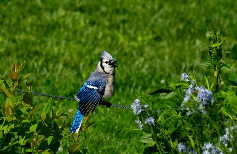 Animals That Play Dead (14 Examples + Pictures)