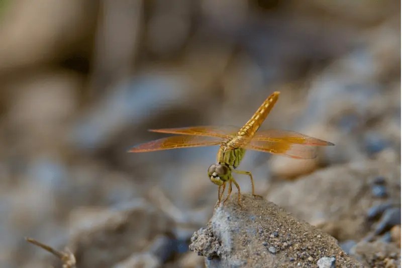 Animals That Play Dead (14 Examples + Pictures)